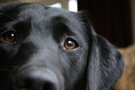 http://old.tomsteel.co.uk/photos/0701-dog/image7.jpg